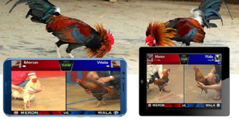 Hướng dẫn cách thức tham gia