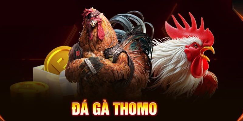 Đá gà thomo là gì